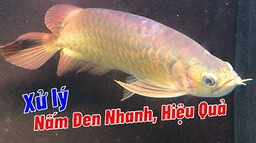 Xử Lý Nấm Đen Nhanh, Hiệu Quả | Aquamax V | Hoàng Lam Arowana