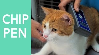 Katze chippen: Infos zum Mikrochip