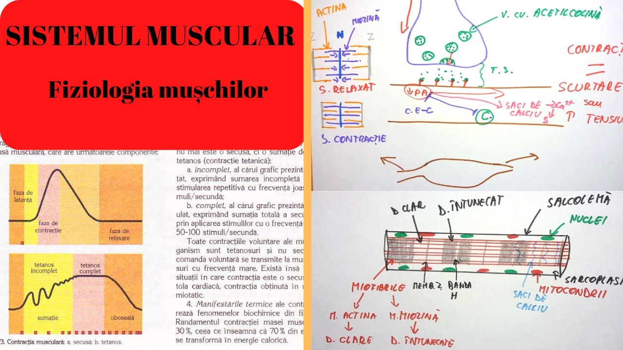 întărirea articulațiilor și ligamentelor după accidentare creme naturale pentru articulații