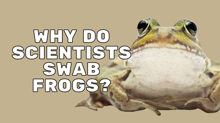 Výtěry žab na Chytrid houby | Mise Nezastavitelná