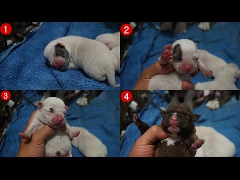 Cachorros American Bully De Una Semana Youtube Cachorros American Bully De Una Semana Youtube