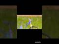 Stunt cycling in a green field!🚲#stunt #nature #cycle #funny #editing #visualeffects #reels #shorts