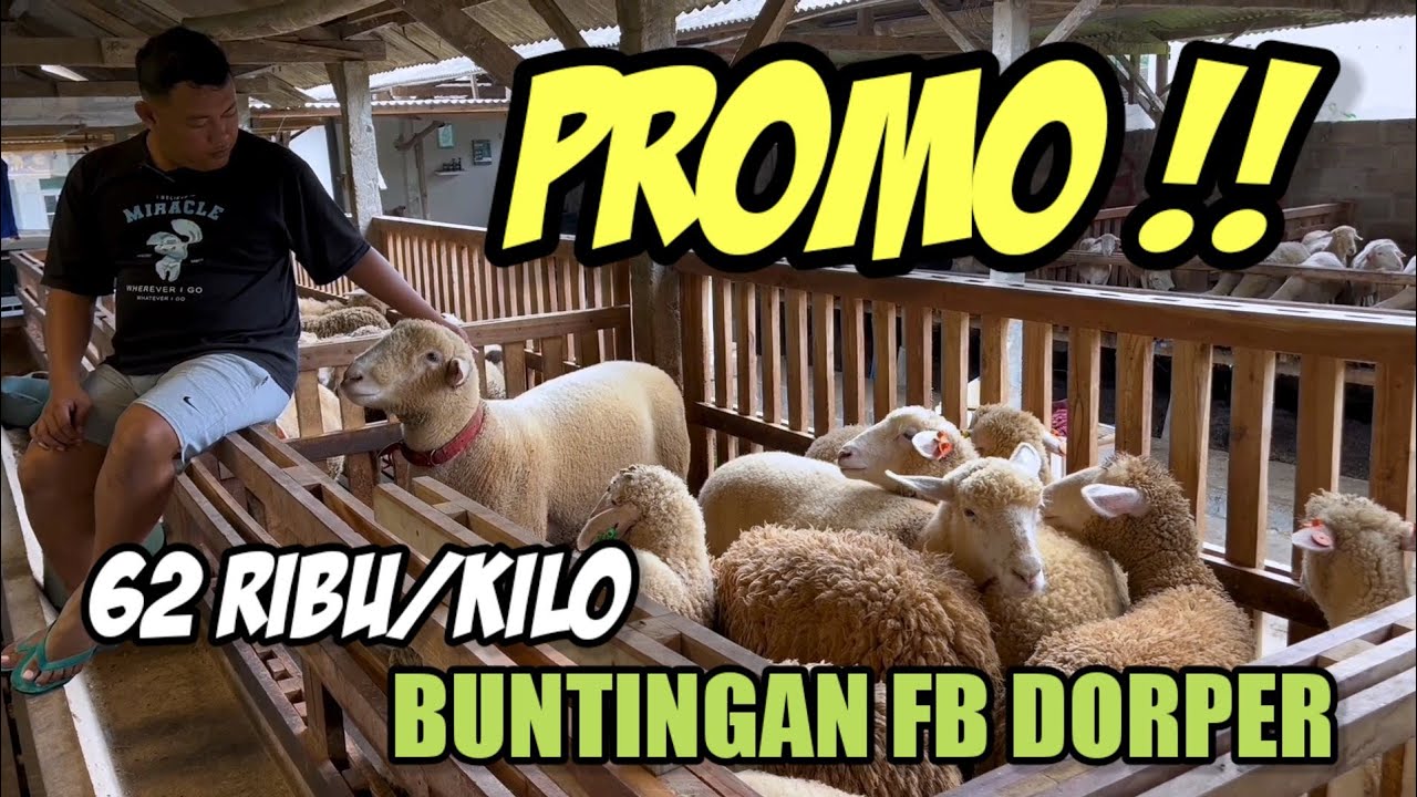 RIVIEW HARGA DOMBA HARI INI BUNTINGAN DORPER CUMA HARGA 6,2 RIBU PERKILO DI FILOSOFI DOMBA FARM