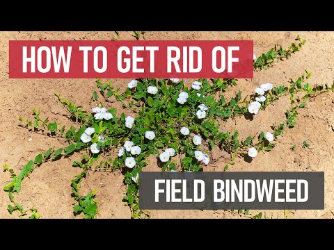 Video: Field bindweed: description, useful properties and application