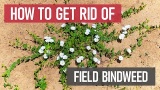 How to Get Rid of Field Bindweed [Weed Management]
