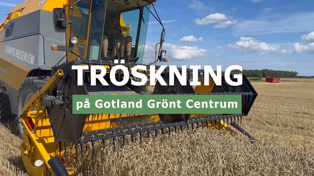 Tröskning på Gotland Grönt Centrum