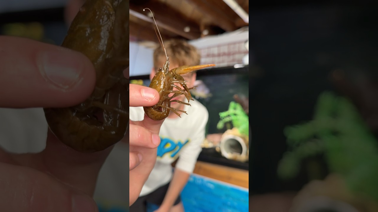 Will my PET BASS eat a CRAWFISH???