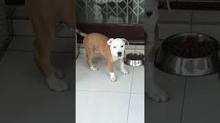 Staffordshire bull terrier dogs by The Dogs World 17 views 11 days ago 1 minute, 10 seconds