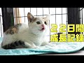 汚れて鉄工所をさまよっていたところを保護された子猫の22日間の成長記録