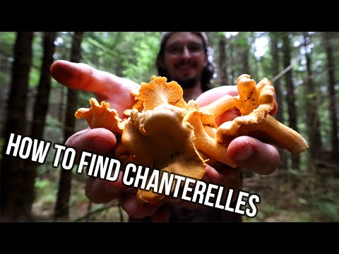 Vídeo: Por Quanto Tempo Os Chanterelles Fervem