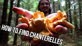 Where to Find CHANTERELLES  How to Identify Wild Mushrooms  Early FALL 2021 FORAGING!