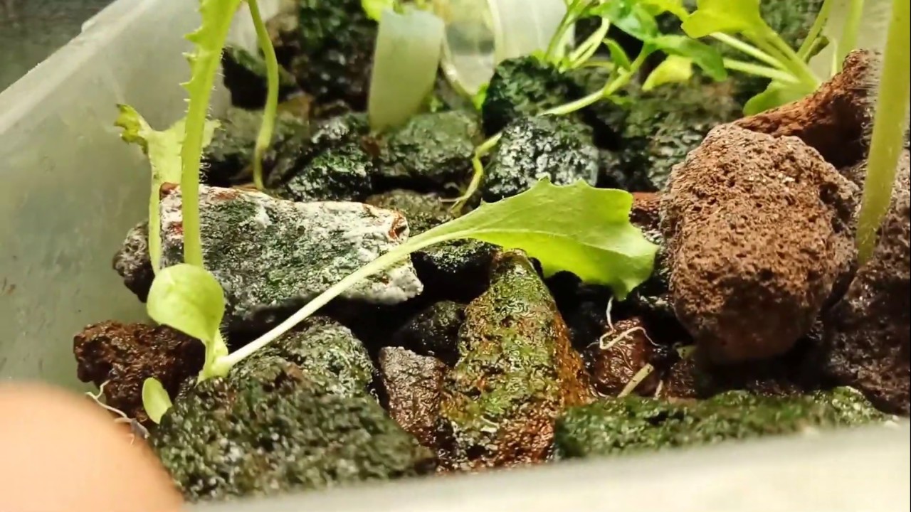 Aquaponics System Shrimp Self Sustaining Ecosystem Update 2 YouTube