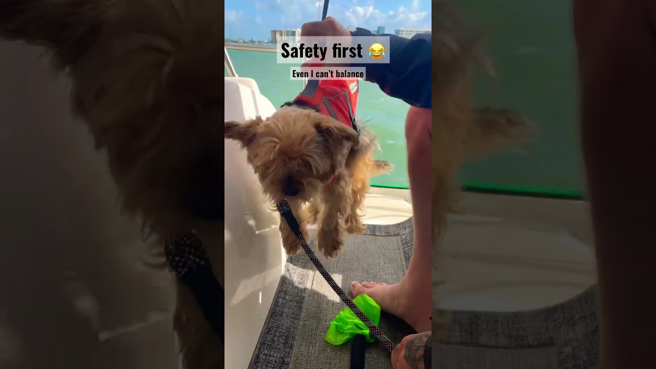 Safety or balance ? You tell me Bobby : I hate you guys 😱 #boat dog #sailingwithdogs #sailing #dog