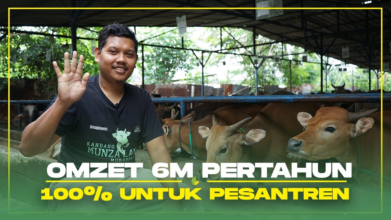 Sukses Ternak Sapi, Untuk Hidupi Santri Pondok Pesantren