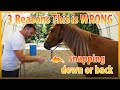 3 Reasons Snapping A Lead Rope Down Is MEAN To Horses