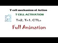 T cell activation mechanism  animation  immunity