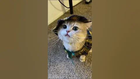 Video 11694271: cat pets funnycatvideos, cute pets funnycatvideos, cat cute funny pet, funny pets sweet