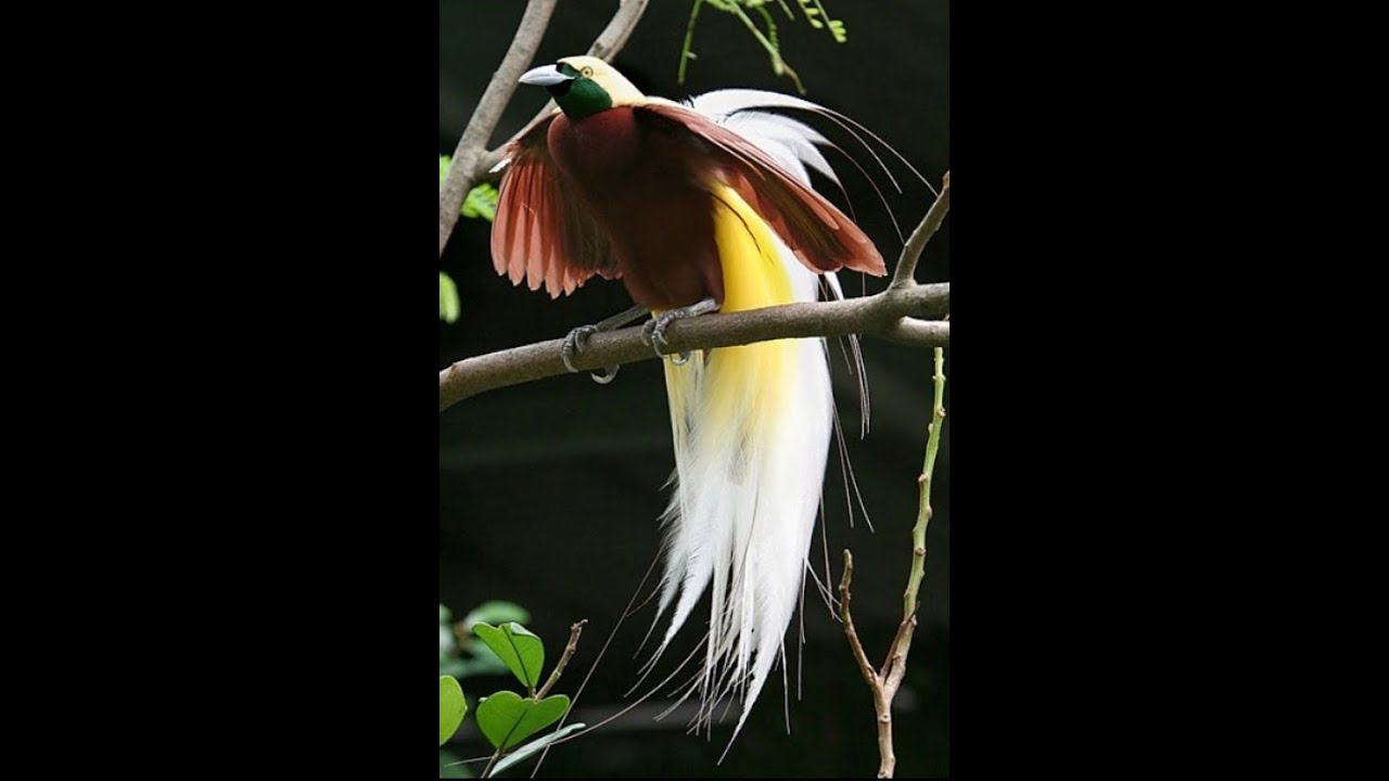 Cendrawasih bird of paradise Wonderful indonesia YouTube