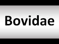 How to Pronounce Bovidae