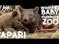 WOMBAT-BABY Apari nun HANDAUFZUCHT im ZOO DUISBURG | zoos.media