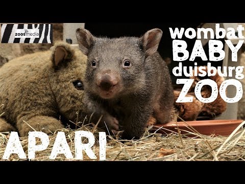 Video: Das Für und Wider von Handaufzucht-Zoo-Babys