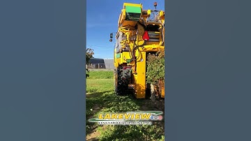 Grape Harvester Picking Wine Grapes