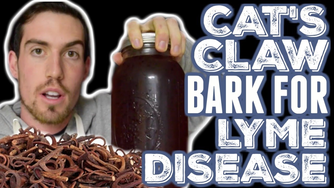 Cat's Claw Bark for Lyme Disease YouTube