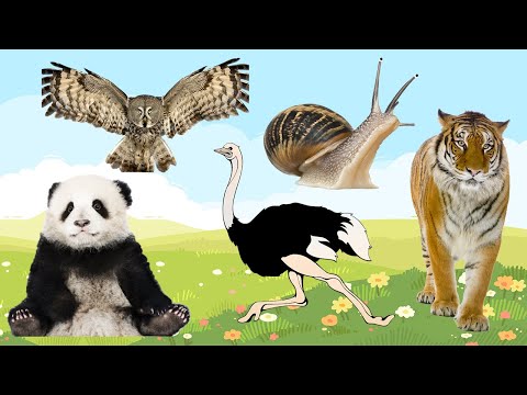 Sounds of wild animals, familiar animals: Horse, Squirrel, Koala, Cheetah... | FUNNY ANIMAL MOMENTS