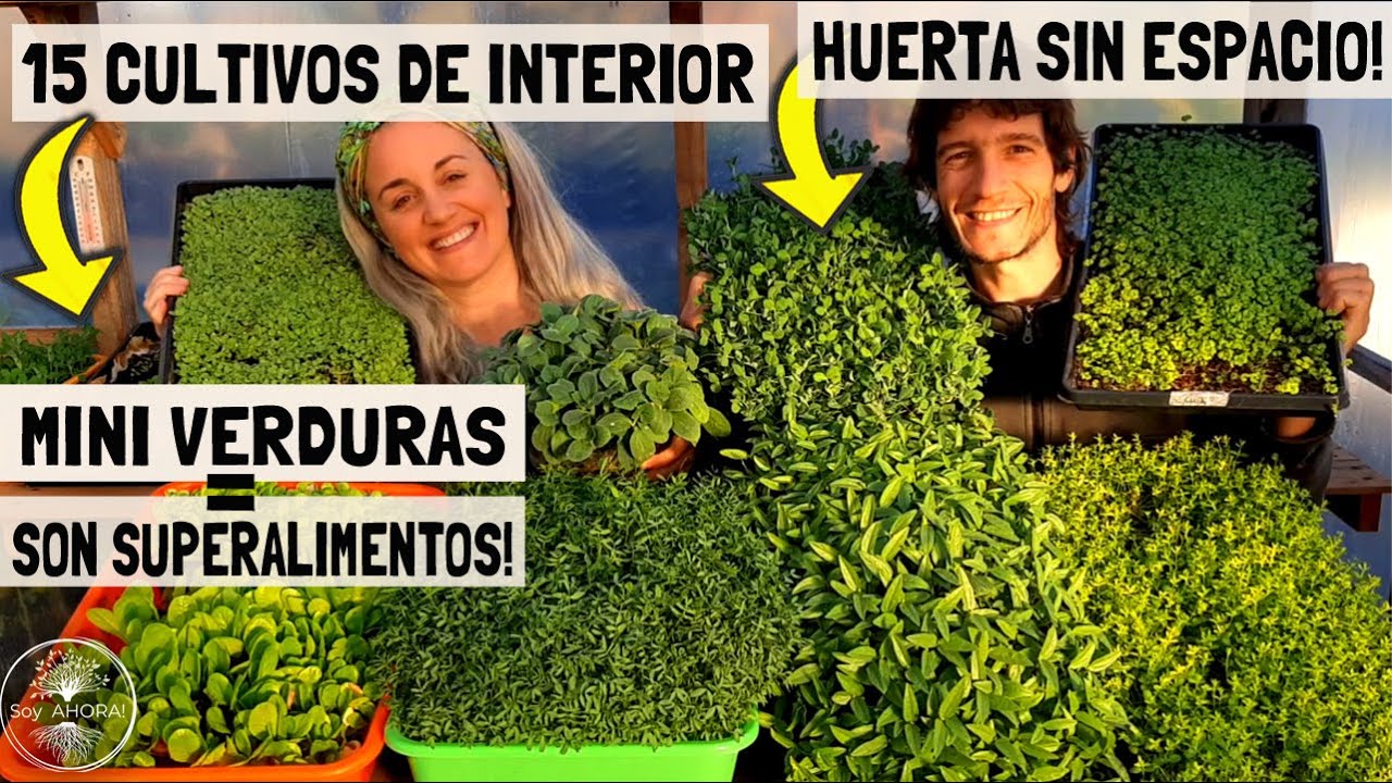HUERTA SIN ESPACIO!!😮 en el INTERIOR de TU CASA! Estas MINI VERDURAS son un Superalimento!💪