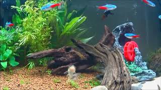 AQUARIUM (1 HOUR OF PURE RELAXATION) :) ENJOY :)