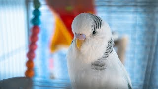 Pudgie: The Talking Budgie #2 by Nicxx2 7,018 views 4 years ago 2 minutes, 53 seconds