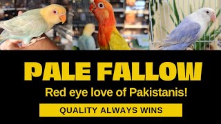 Pale Fallow The Future Bird