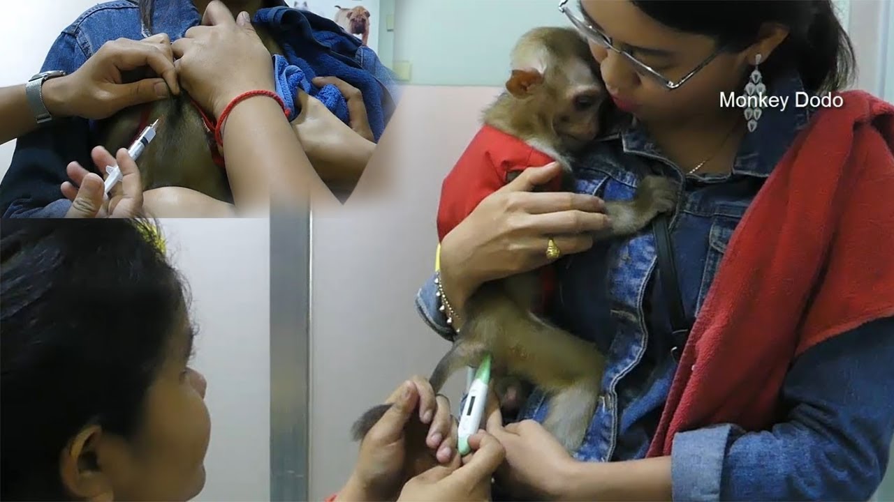 Dodo Scare Doctor And Injection, Baby Dodo Go To Get Rabies Vaccination ...