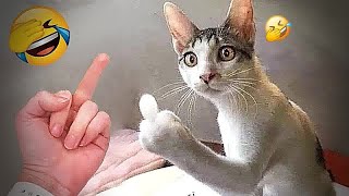 Funny Dogs, Cats and Animals Videos 2023 😿Most Trending Animal Videos #43