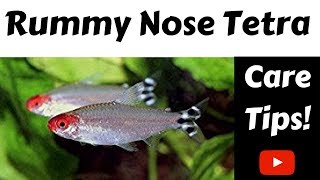 rummy nose tetra care