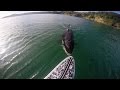 Gopro awards orca vs paddle board