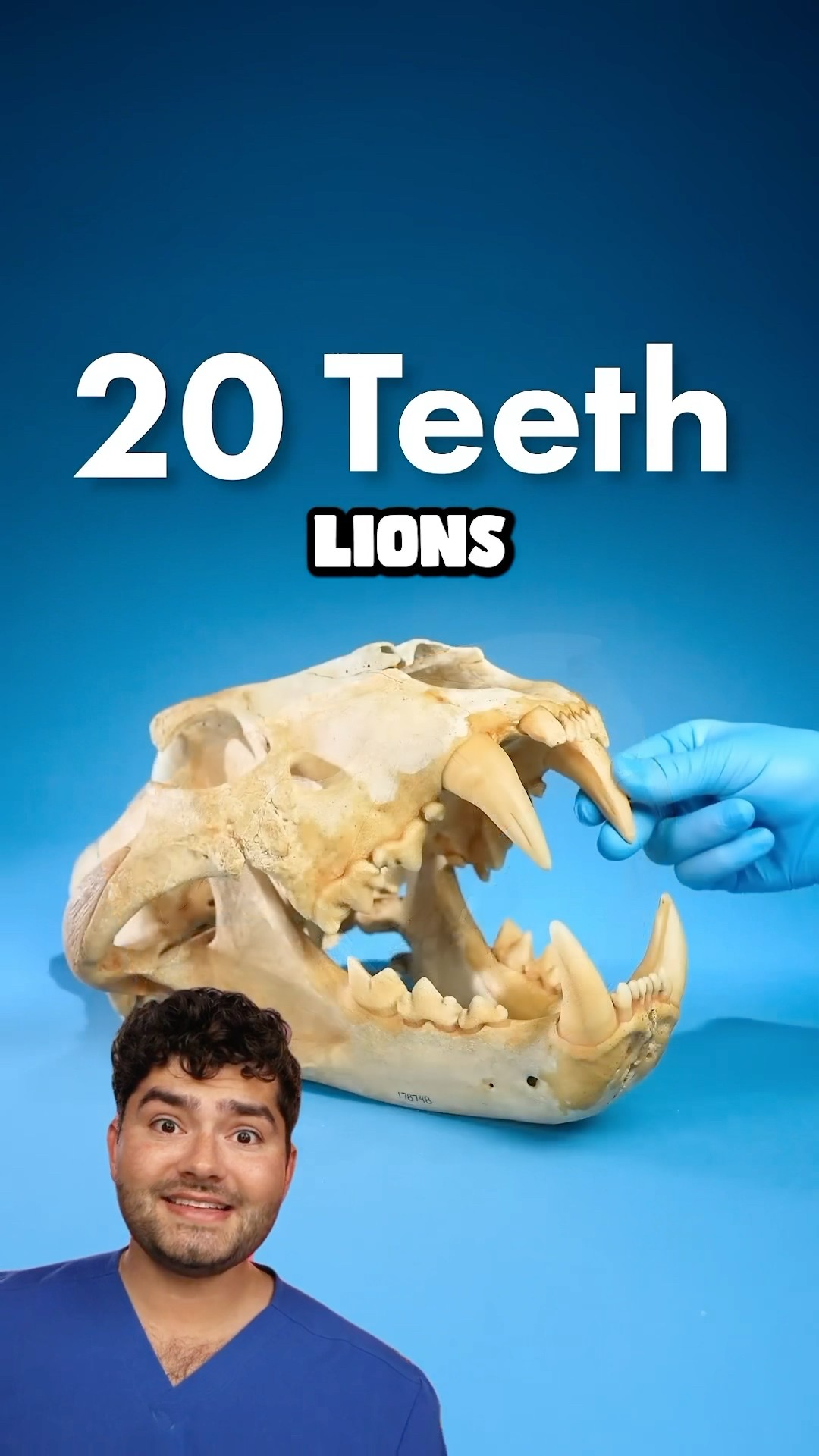 Learn Animal Teeth ! W/ @OddAnimalSpecimens