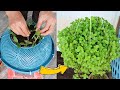 Recycling Plastic Baskets to Growing Mint, Hanging Vegetable Garden