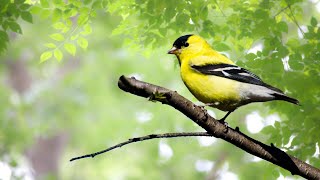 Relaxing Sounds of Nature in the Morning: Chirping Birds, Relieve Stress