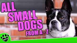 All Small Dog Breeds From A To Z (2 of 6) Cairn Terrier to German Spitz