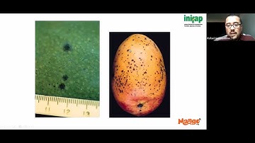 Anthracnose on mango