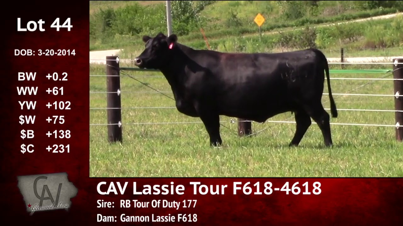 angus tasty Crouch Angus Valley Lot 44