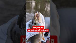 🎣 ТРОФЕЙНИЙ ЖЕРЕХ НА КИТАЙСЬКУ КОПІЮ DUO Toto 42S 🔥