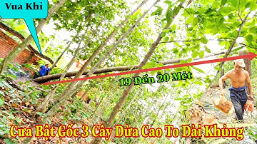 VUA KHỈ Cưa Bật Gốc 3 Cây Dừa Hơn Trăm Năm Trước Cao 20 Mét Ngã Quá Đỉnh