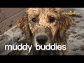 The World's Muddiest Pets 2020