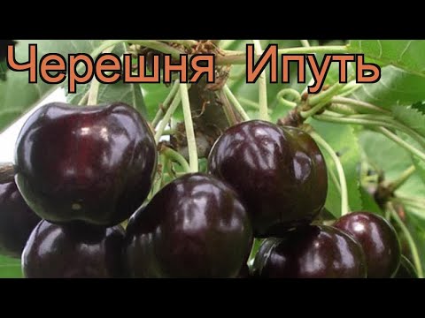 Черешня средний Ипуть (cerasus avium iput) &#55356;&#57151; черешня Ипуть обзор: как сажать саженцы черешни Ипуть