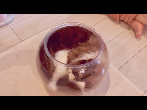 【でぶ猫】こんなんで(猫は液体)なんて認めねぇから😈