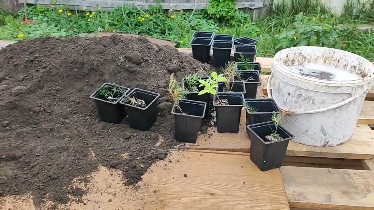 🌲Питомник растений с нуля и создание контейнерной площадки