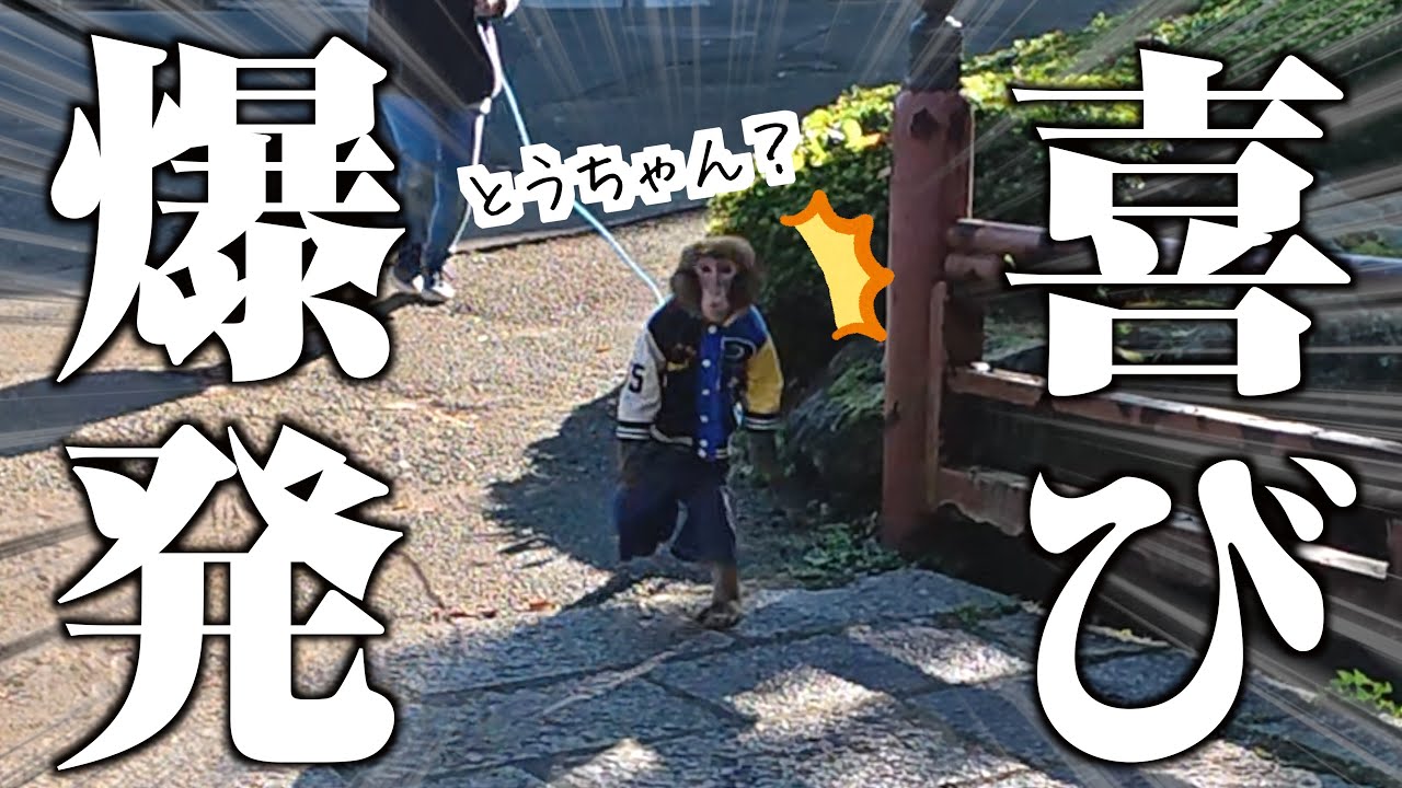 休んでいた飼い主に５日ぶりに会ったお猿さん、反応が可愛すぎて泣けた