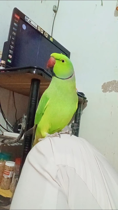 Parrot Calling Mithu Mithu #parrot #funny #bird #birds #talkingparrot #parrottalking #parrotspeaking